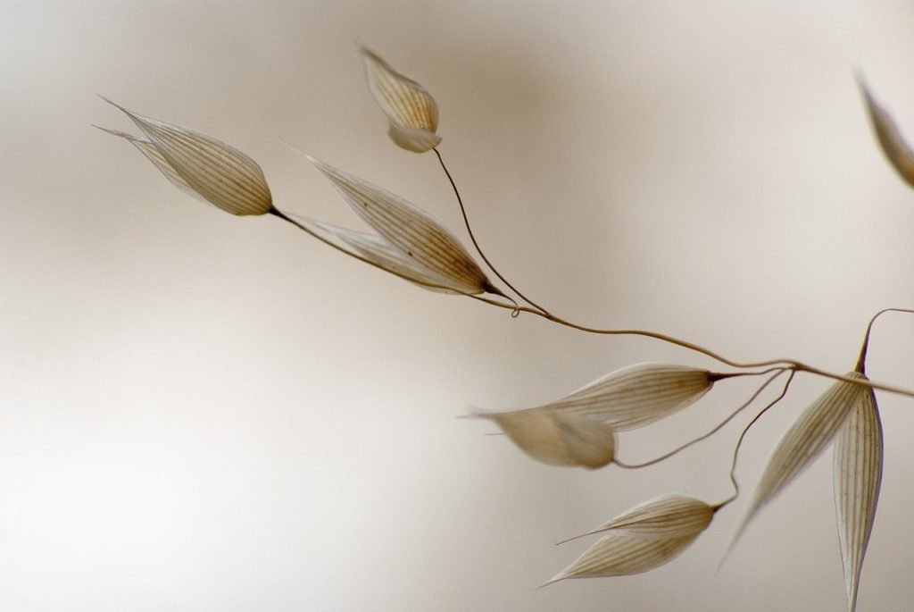 Avena Sativa