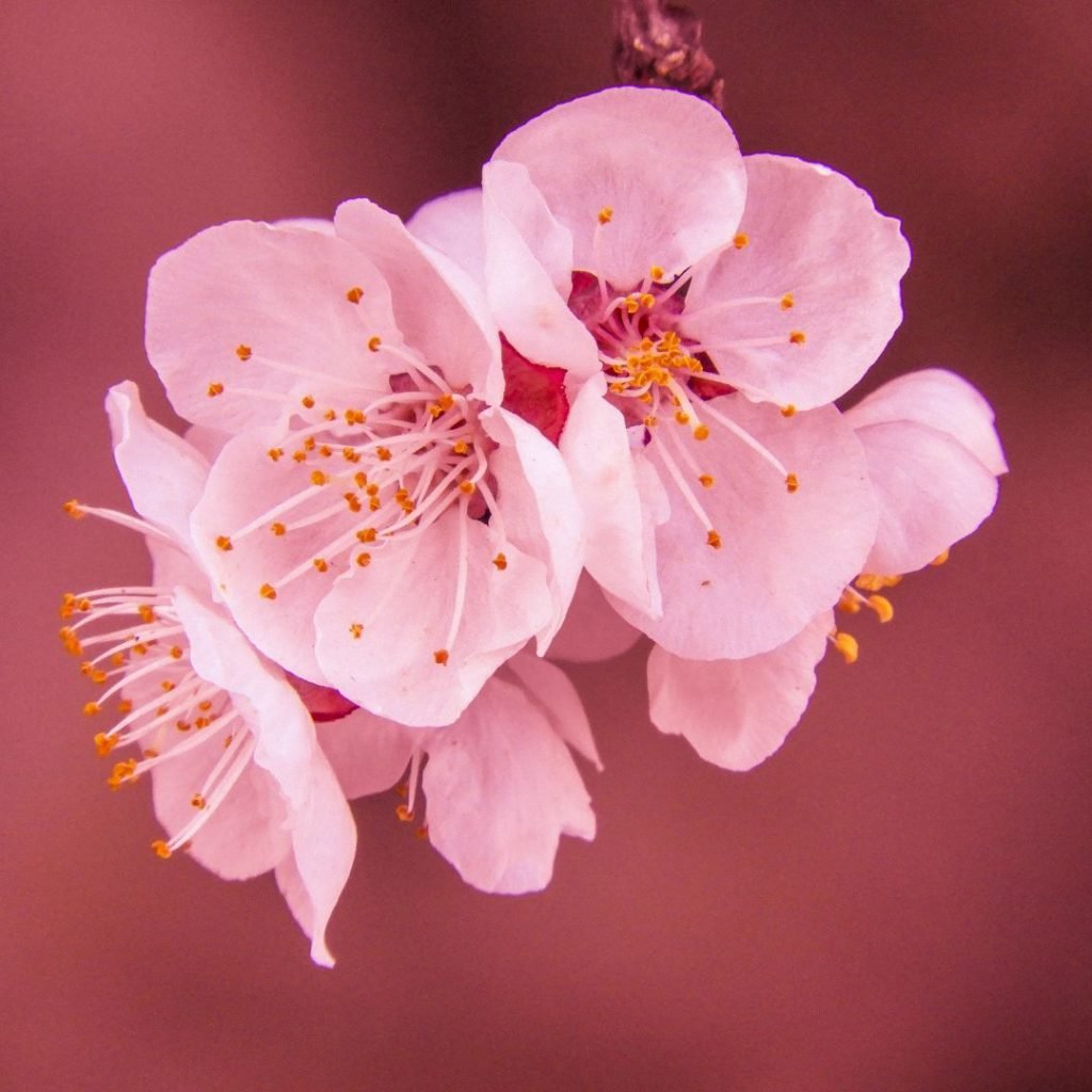 Flores de cerezo